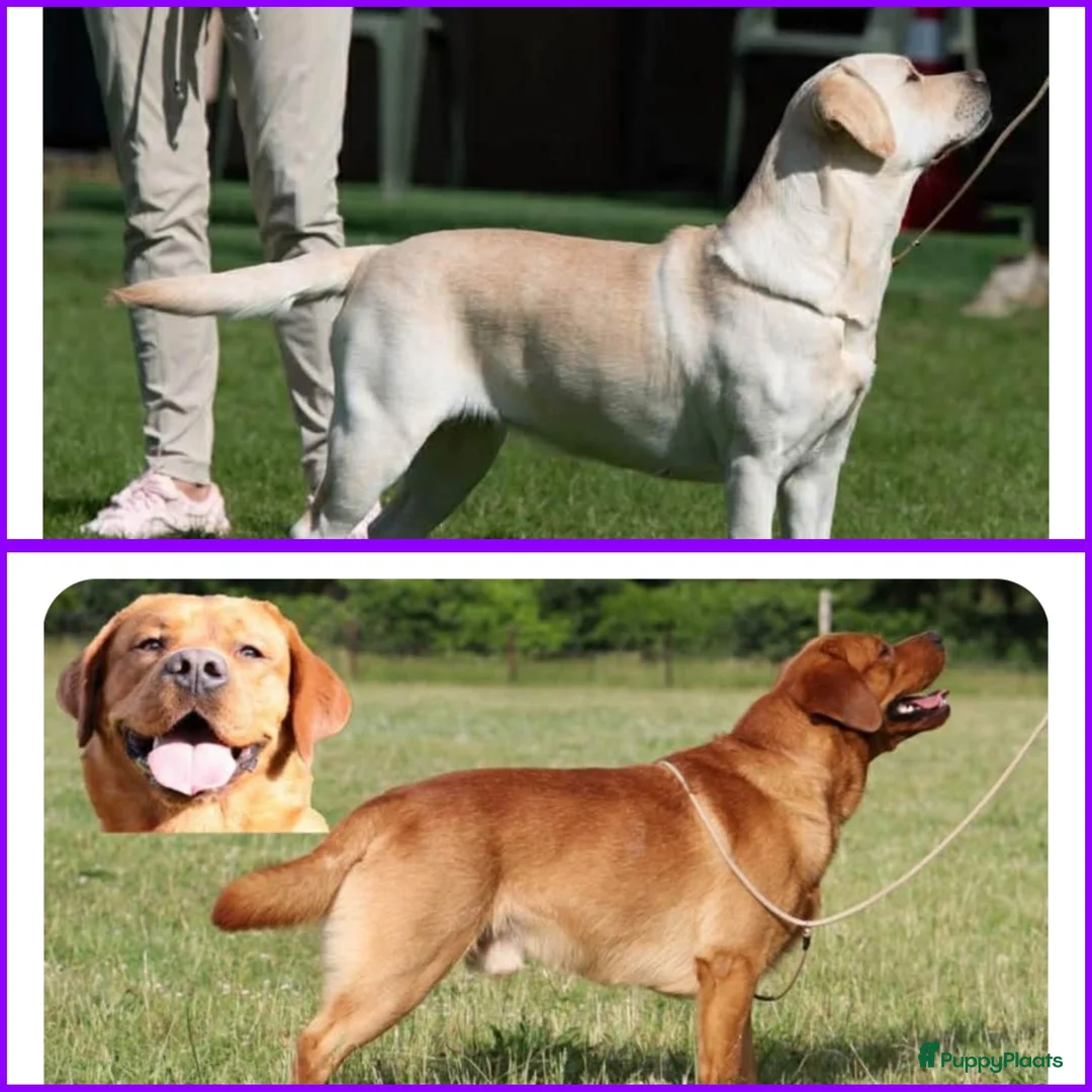 Labrador Retriever honden te koop: 🐾💛Labrador pups met stamboom beschikbaar 💛🐾 - Advertentie 1
