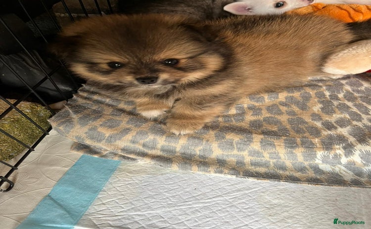 Pomchi honden - Advertentie 1
