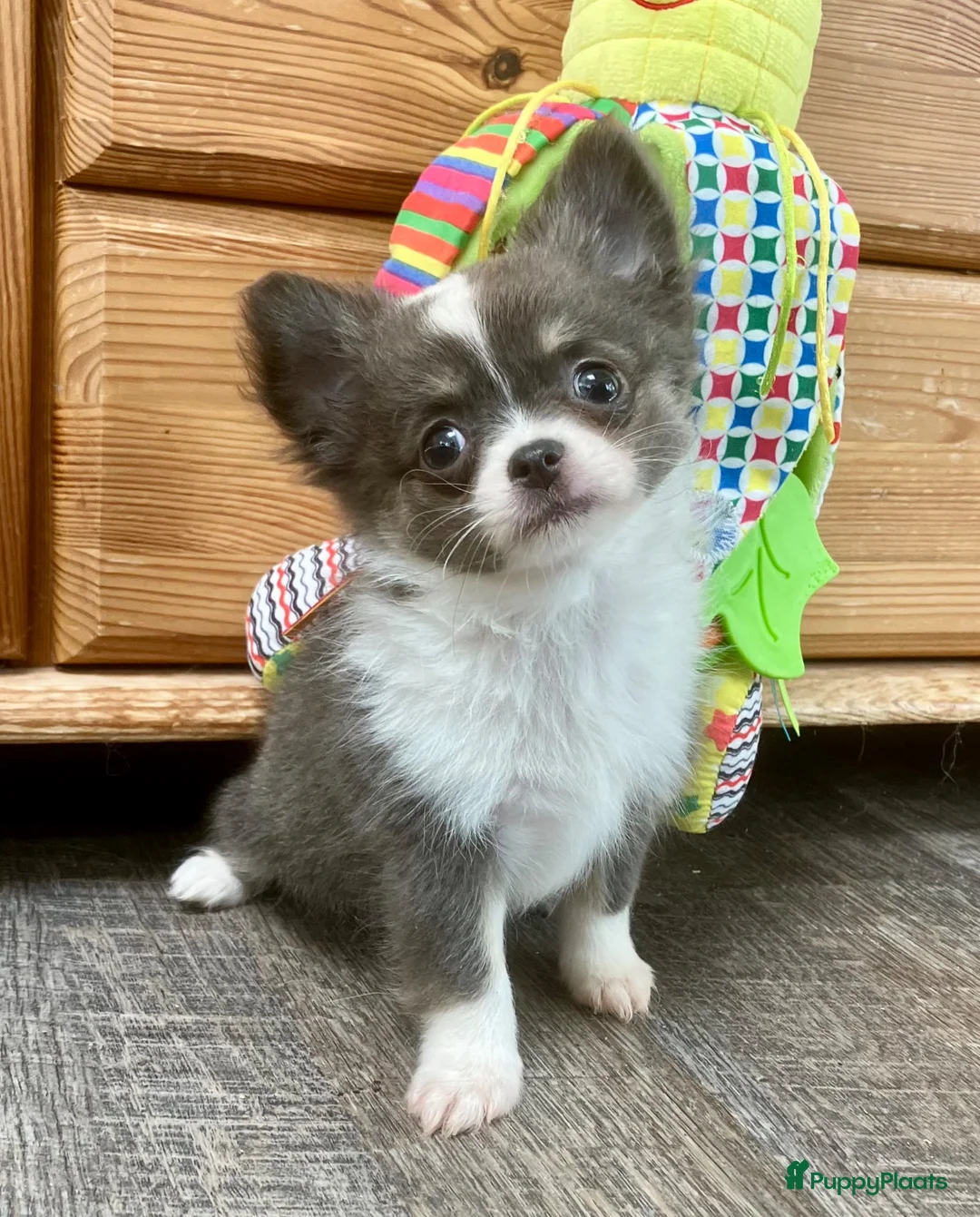Pomchi honden te koop: Langharige blauw/wit/tan pup pomchi /chihuahua - Advertentie 1