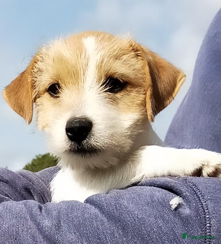 Jack Russel Terriër honden Jack russell pup met Stamboom!! - Advertentie 1