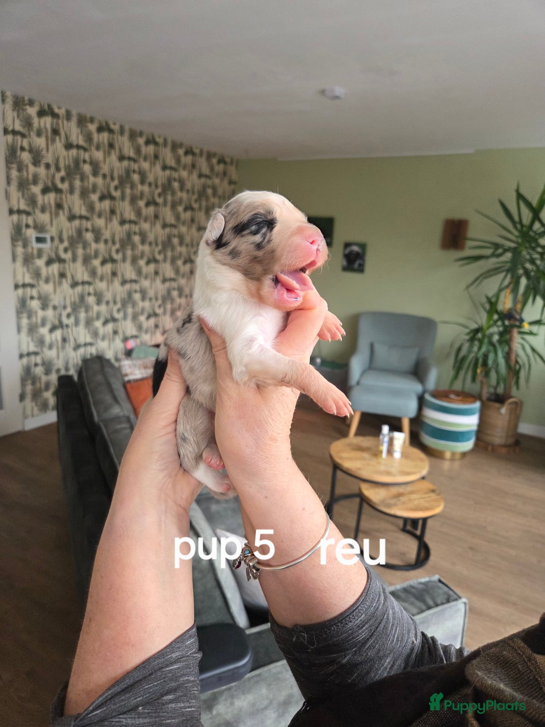 Border Collie honden te koop: Bordercollie pups te koop - Advertentie 7