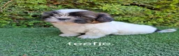 Malshi honden te koop: Zeer mooie speelse boomer pups.  - Advertentie 7