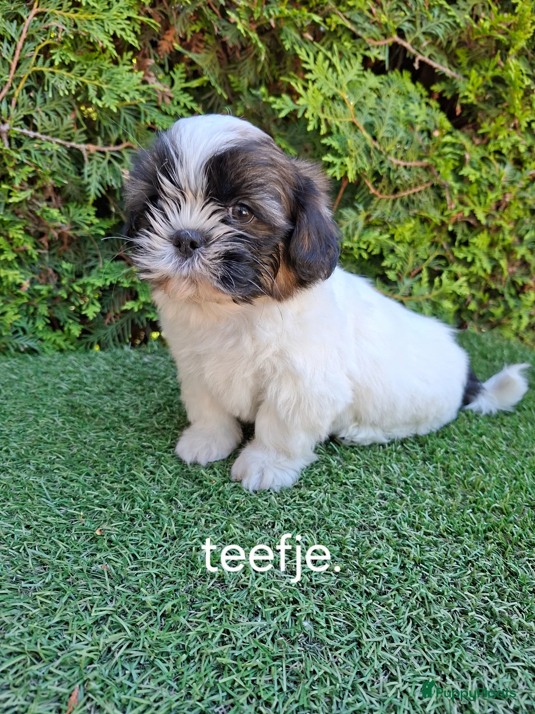 Malshi honden te koop: Zeer mooie speelse boomer pups.  - Advertentie 7