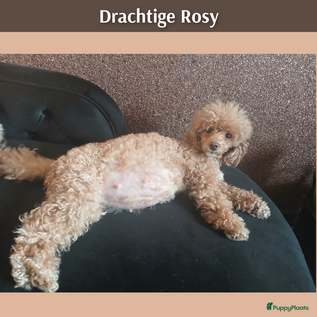 Poedel Toy honden te koop: Rasechte Toy Poedeltjes geboren in 2026! - Advertentie 6