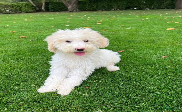 Labradoodle honden - Advertentie 5