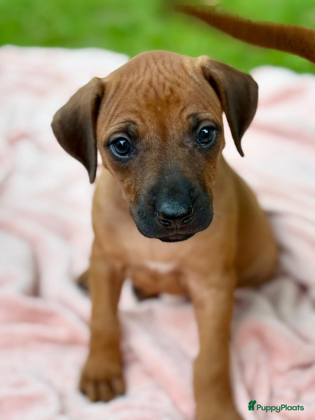 Rhodesian Ridgeback honden te koop: Prachtige en lieve ridgeback pups met stamboom - Afbeelding 5