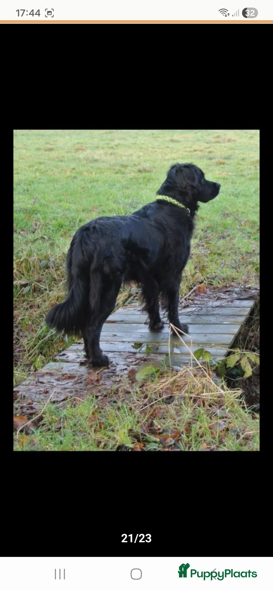 Kruising honden te koop: Xing golden retiever, aussie in huis opgegroeid - Advertentie 13