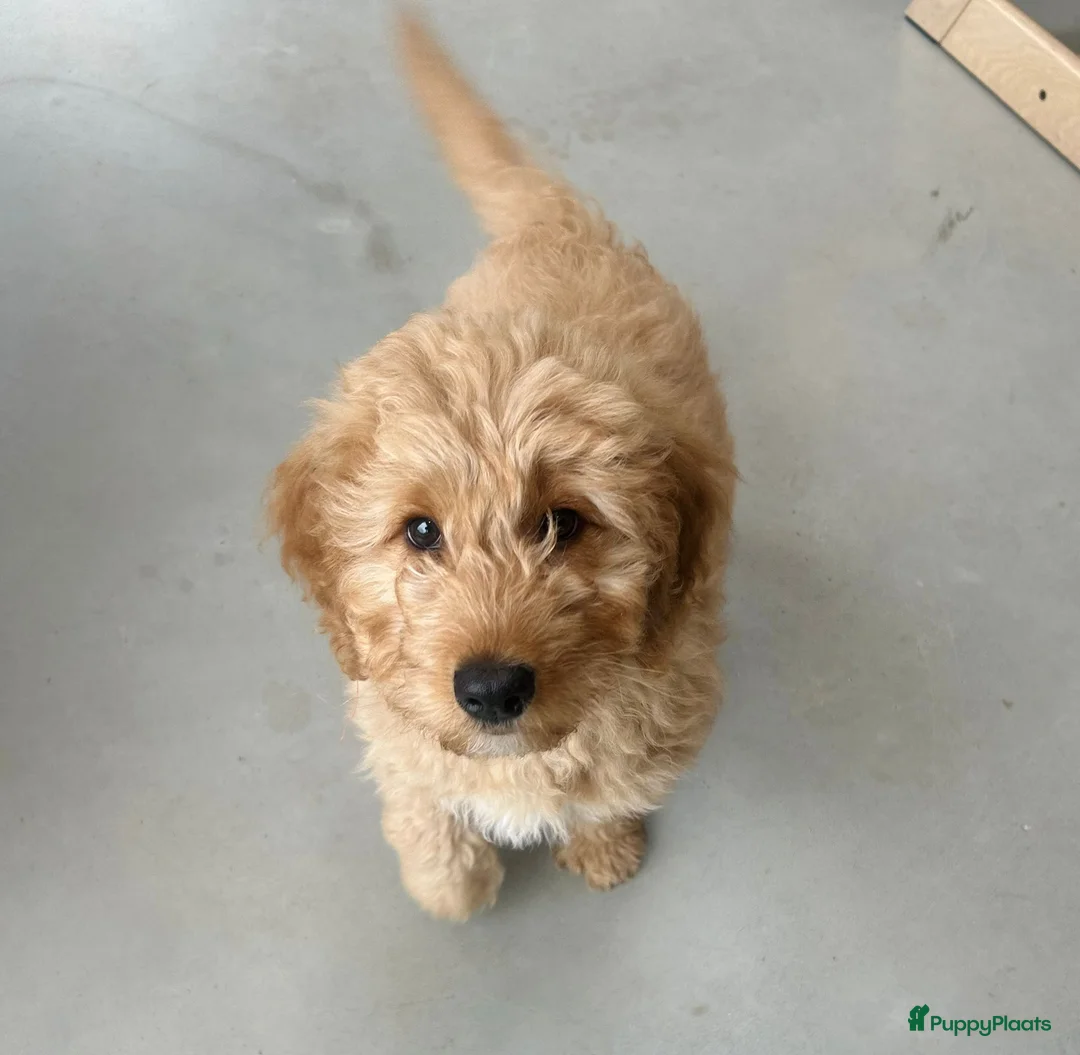 Labradoodle honden te koop: Medium Labradoodle puppy's - Advertentie 3