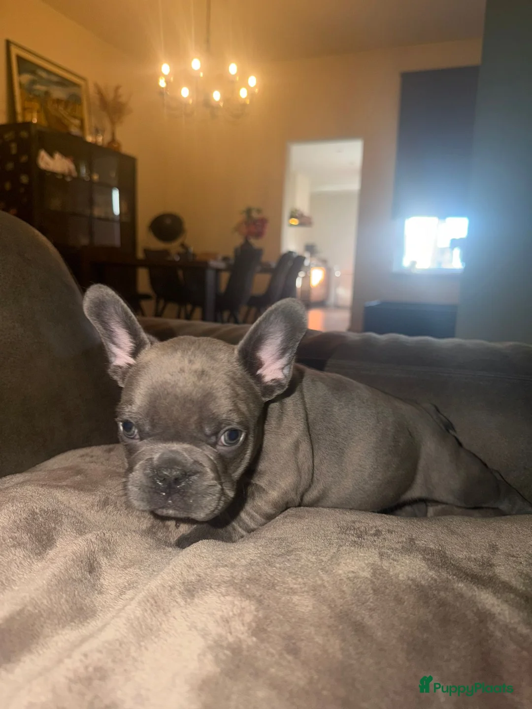 Franse Bulldog honden te koop: Mooie Franse bulldog pups lilac & blauw - Advertentie 5