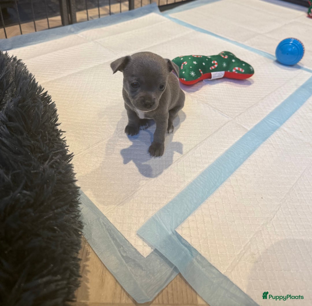 Chihuahua honden te koop: Te koop chihuahua pups - Advertentie 8