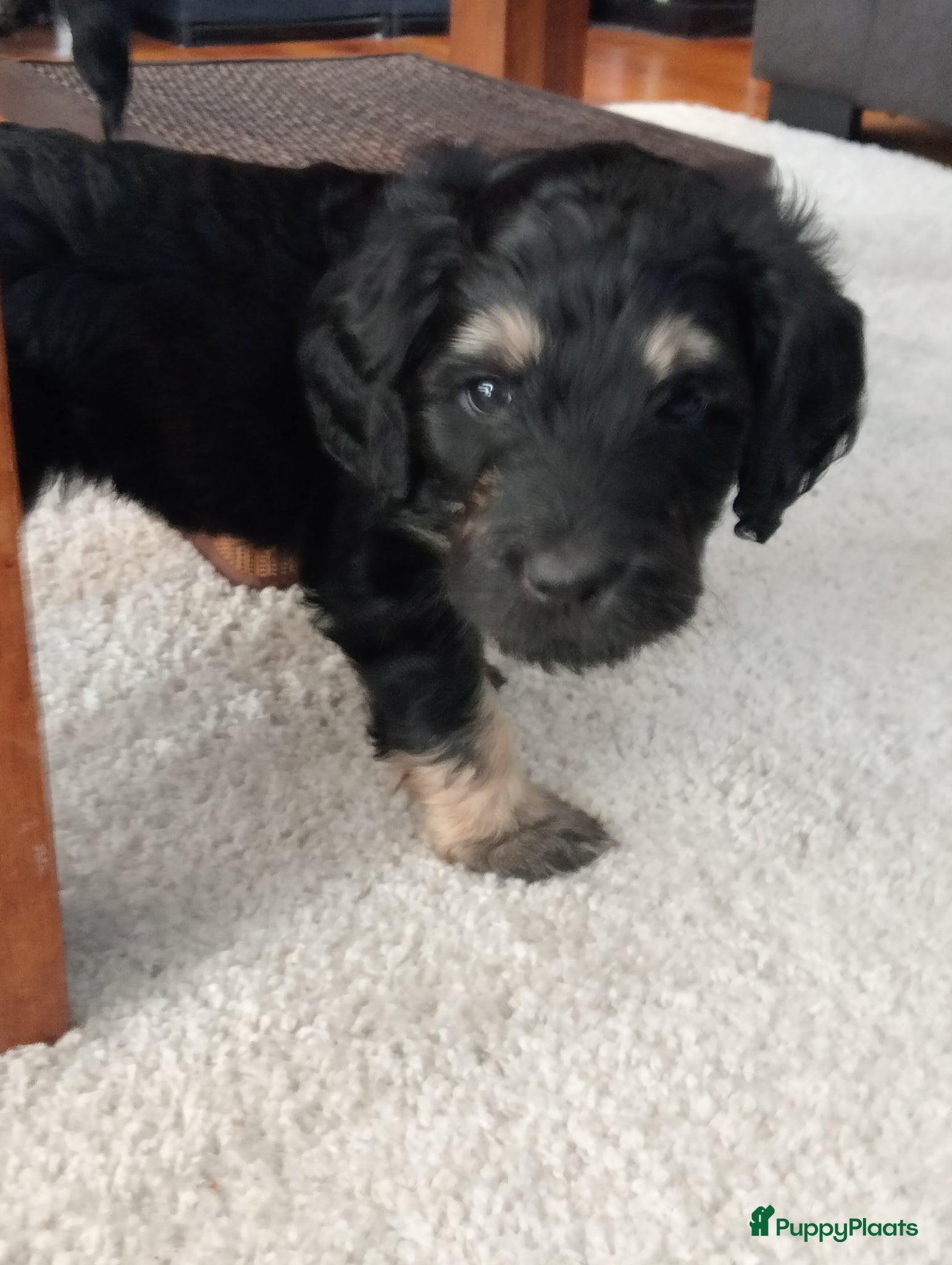 Labradoodle honden te koop: Labradoodle puppies  - Advertentie 27