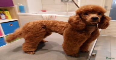 Dwergpoedel honden - Advertentie 6