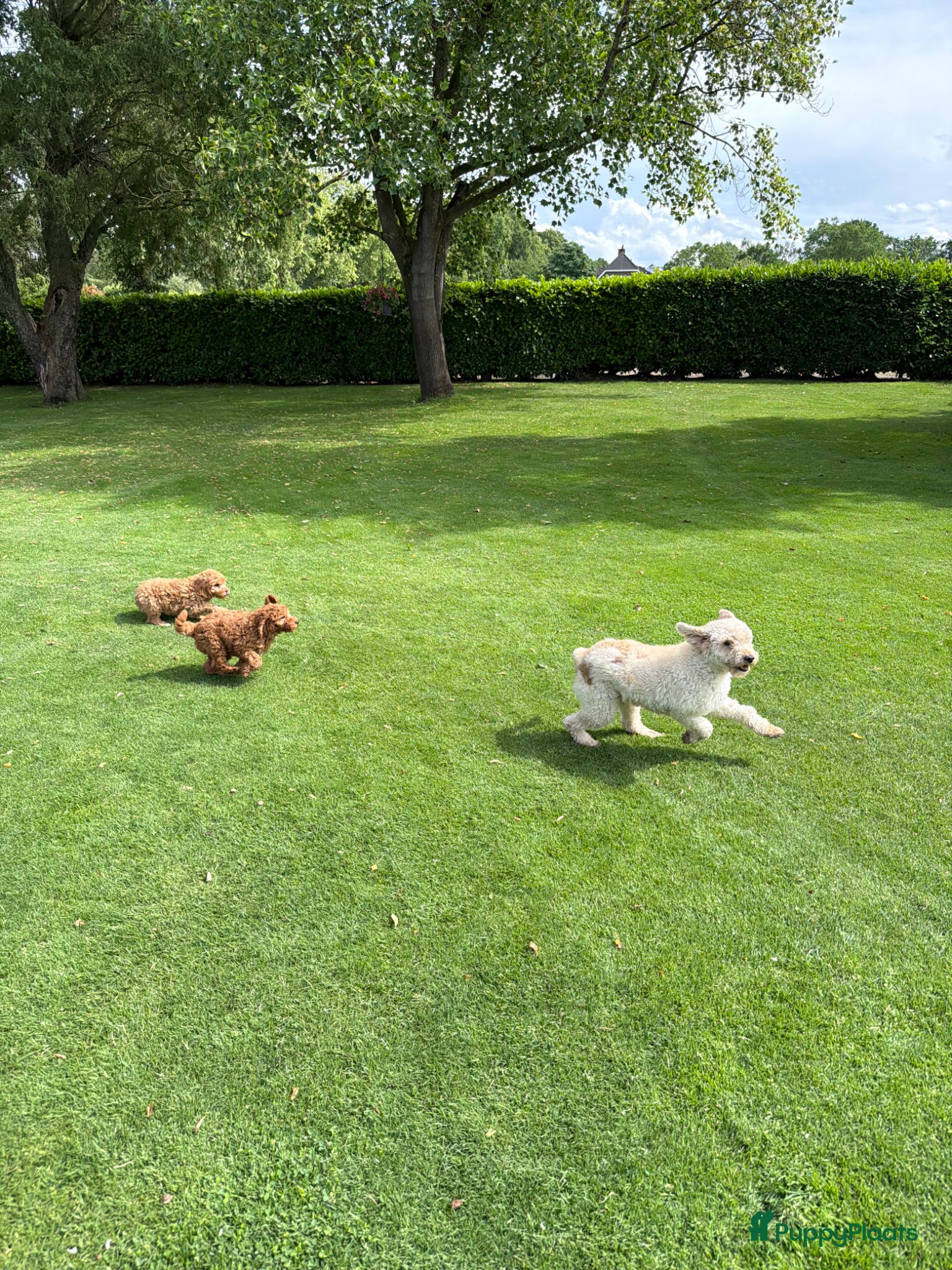 Labradoodle honden te koop: Mini Doodle (Dwergpoedel x Labradoodle) - Advertentie 15