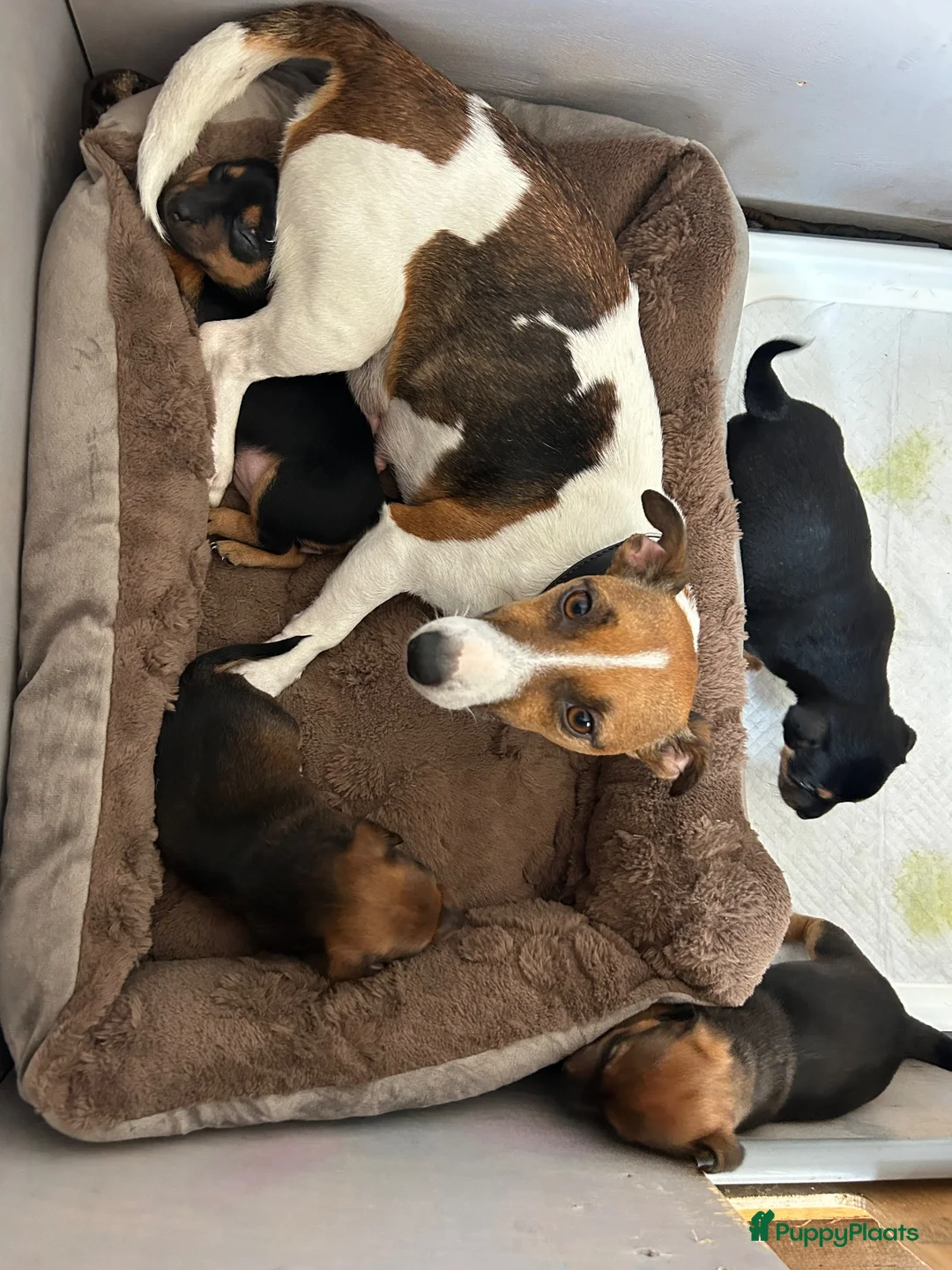 Jack Russel Terriër honden te koop: Lieve Choco tan reu puppy - Advertentie 14