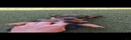 Ruwhaar Teckel honden te koop: Ruwharige teckel pups - Advertentie 4