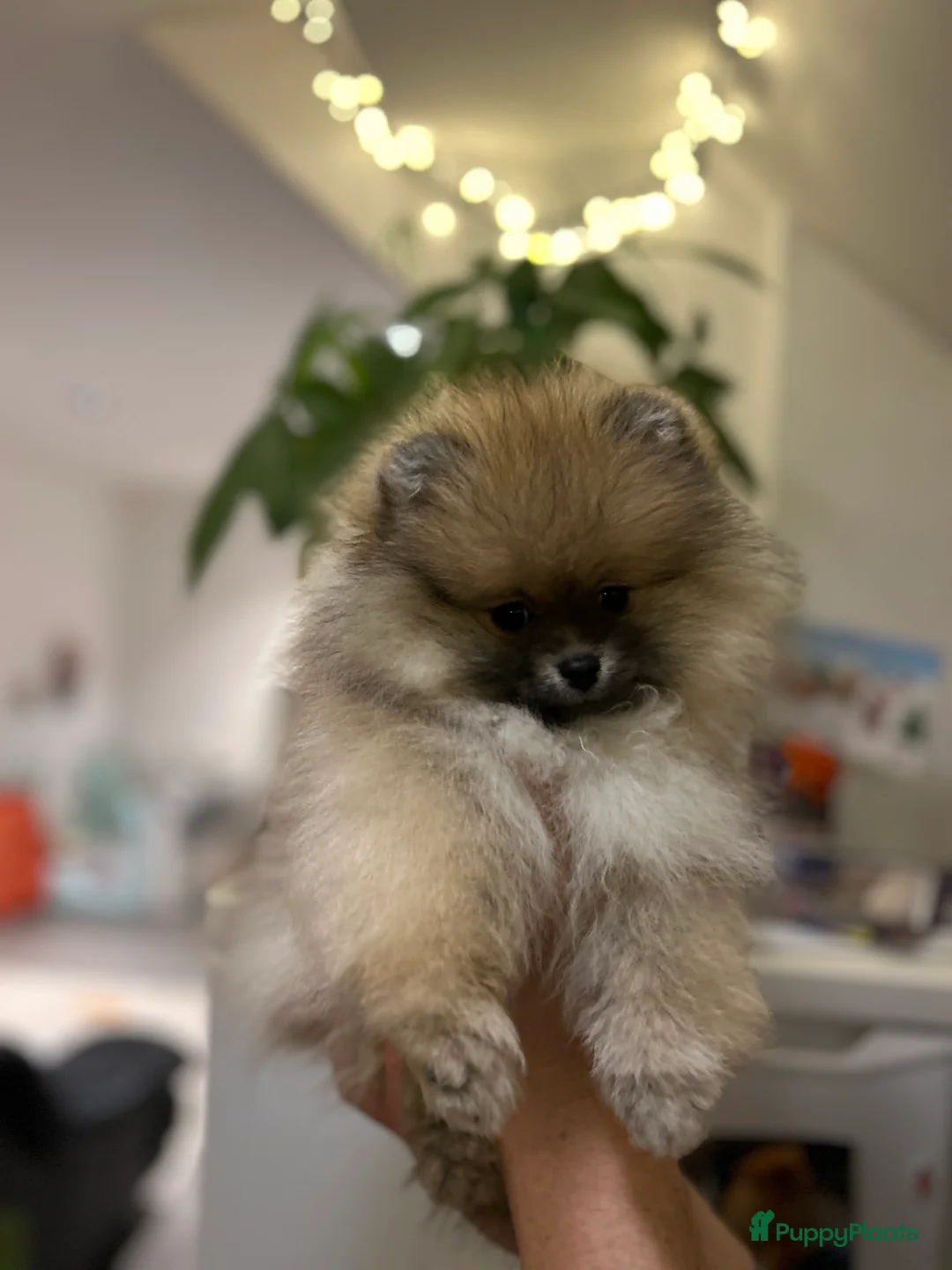 Pomeriaan honden te koop: ❤️Pomeranian❤️ - Advertentie 8