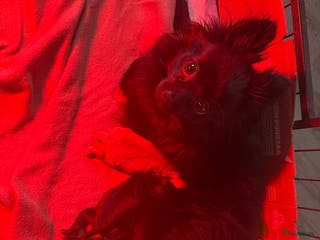 Kruising honden Pomeriaan x toypoedel pups - Advertentie 2