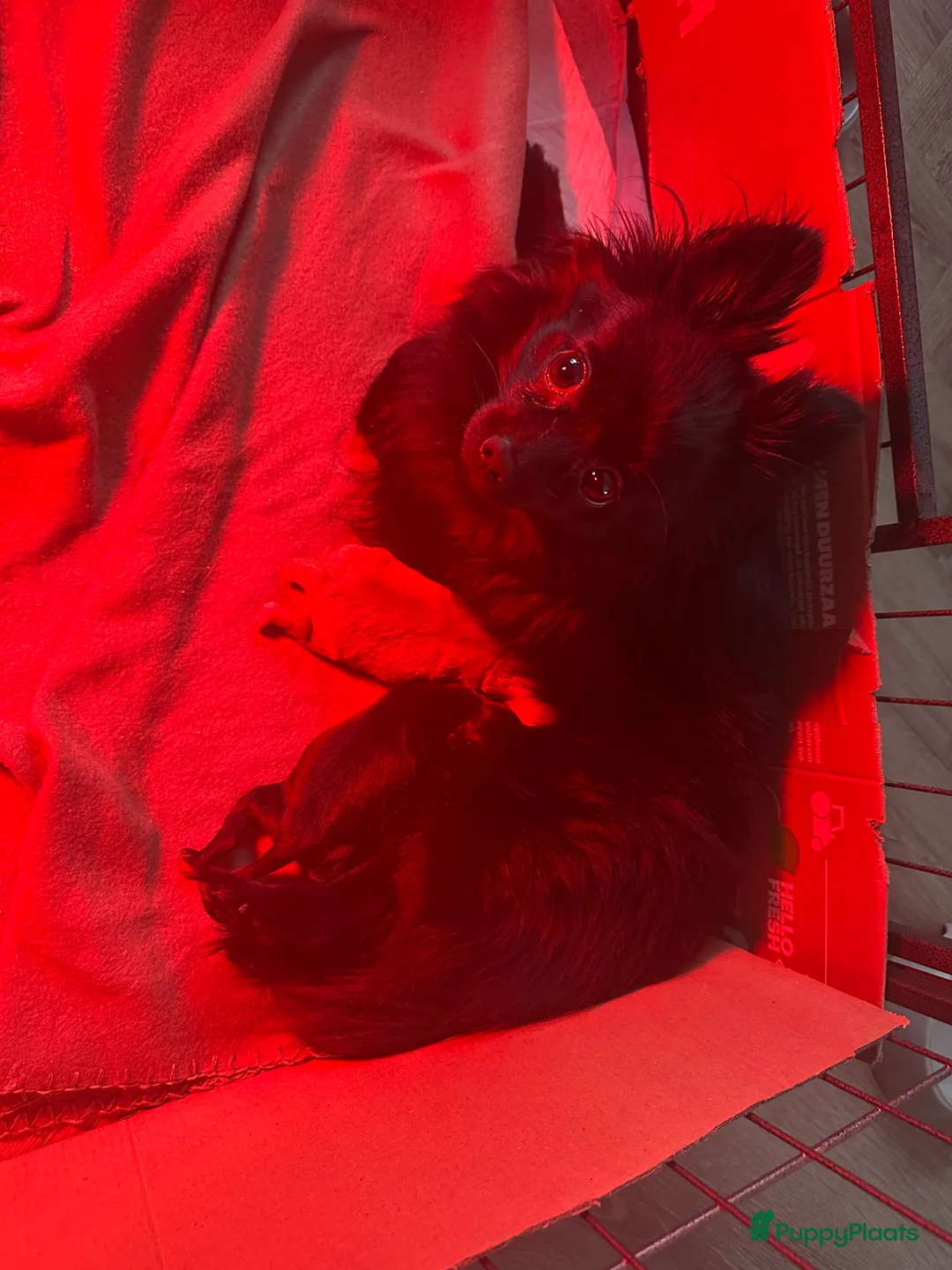 Kruising honden te koop: Pomeriaan x toypoedel pups - Advertentie 1