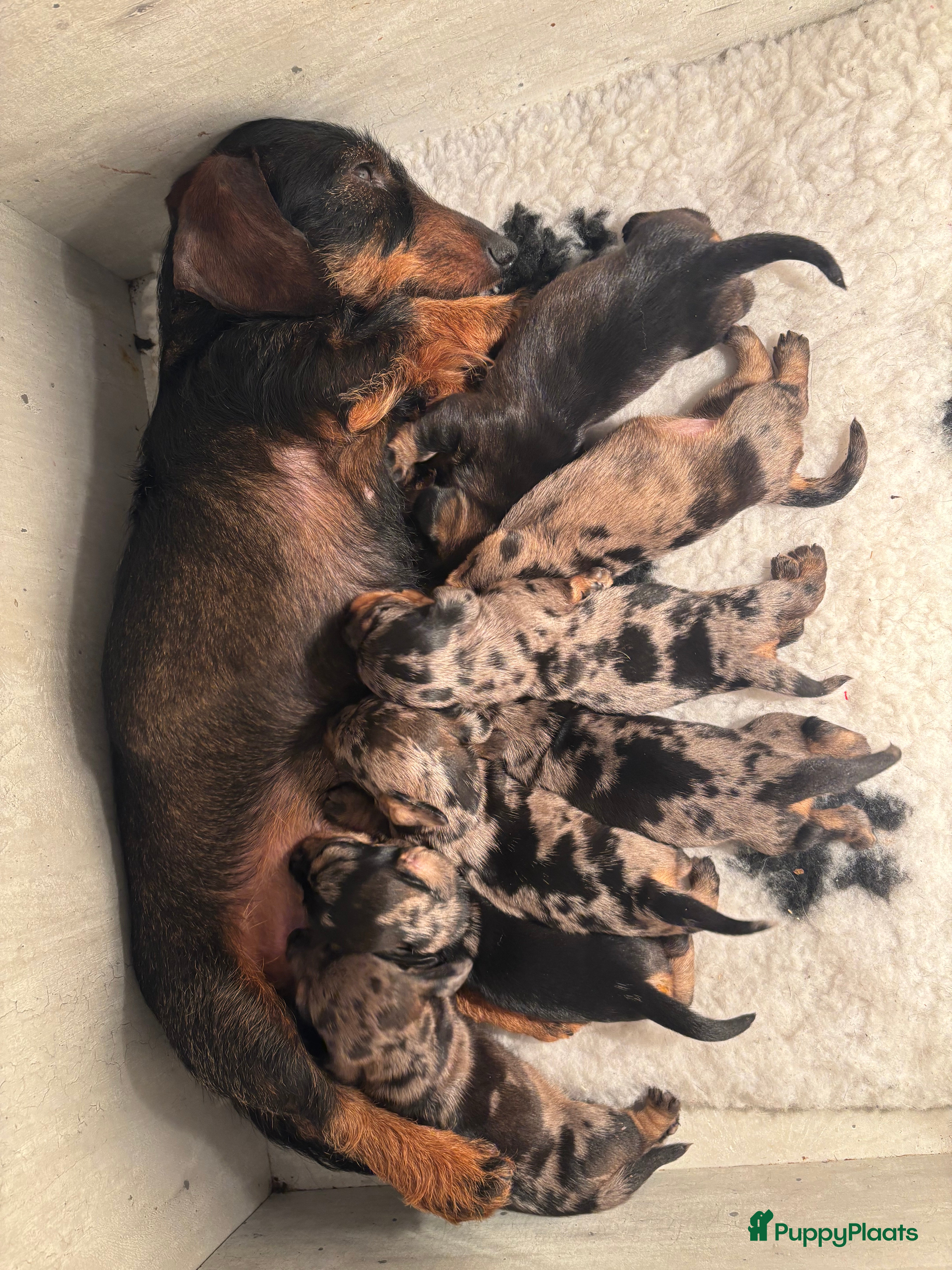 Ruwhaar Teckel honden Prachtige ruwhaar teckels dwerg/kaninchen - Advertentie 10