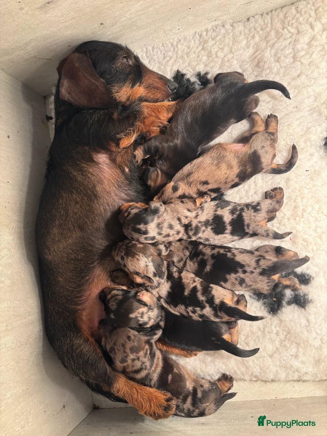 Ruwhaar Teckel honden te koop: Prachtige ruwhaar teckels dwerg/kaninchen - Advertentie 1