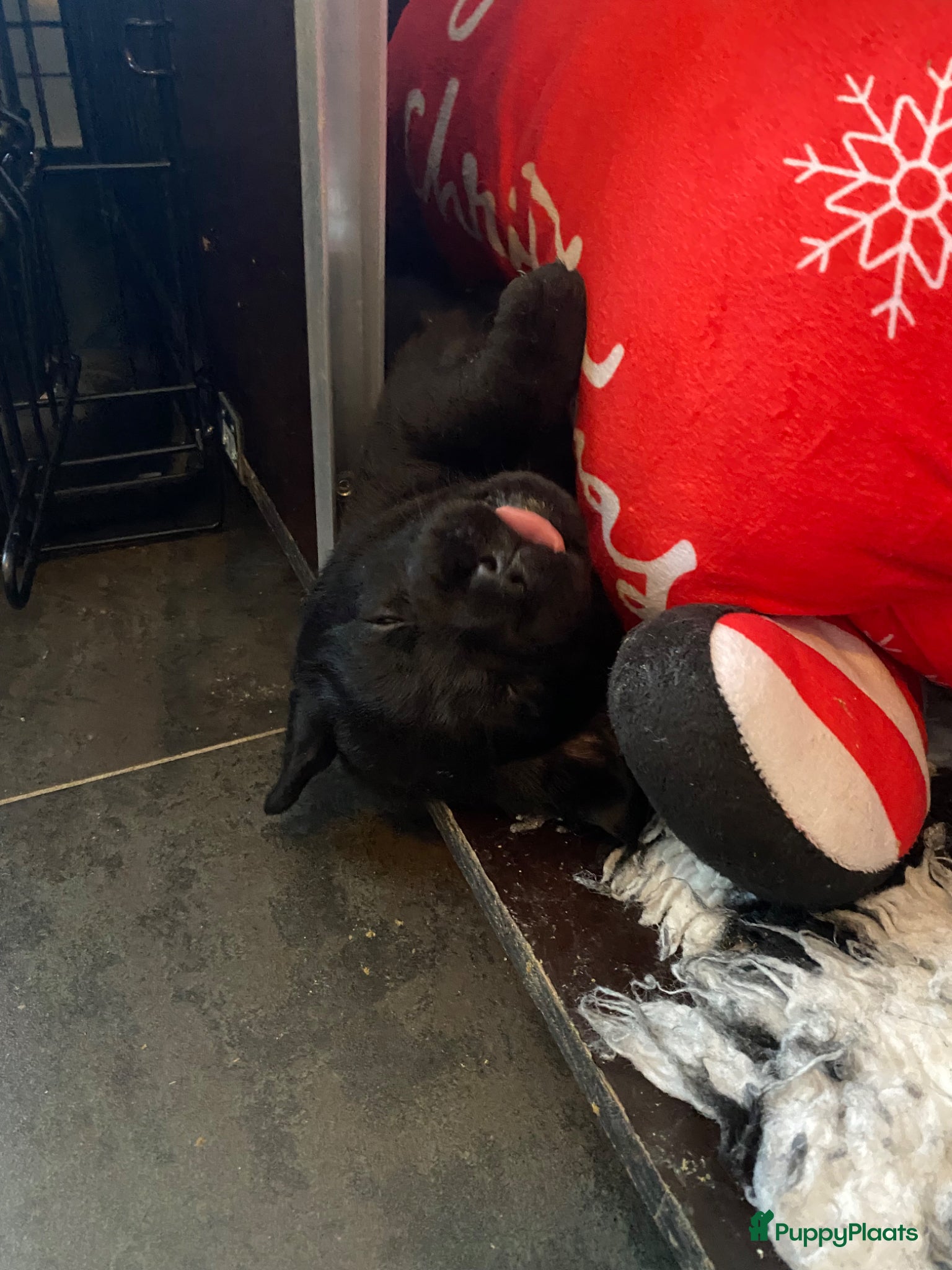 Labrador Retriever honden te koop: Labrador pup met stamboom - Advertentie 7