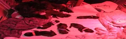 Shih Tzu honden te koop: Mooie lieve shih tzu puppys - Advertentie 4