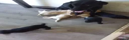 Labrador Retriever honden te koop: Huiskamernestje labradors in Breda - Advertentie 2