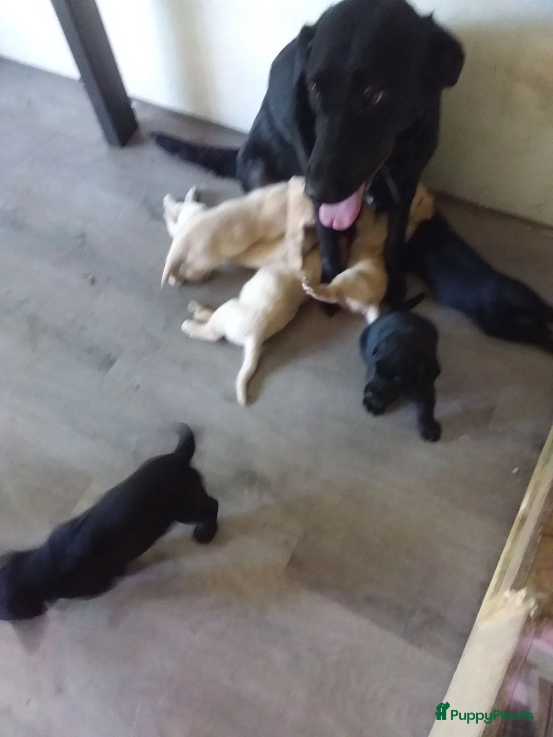Labrador Retriever honden te koop: Huiskamernestje labradors in Breda - Advertentie 2