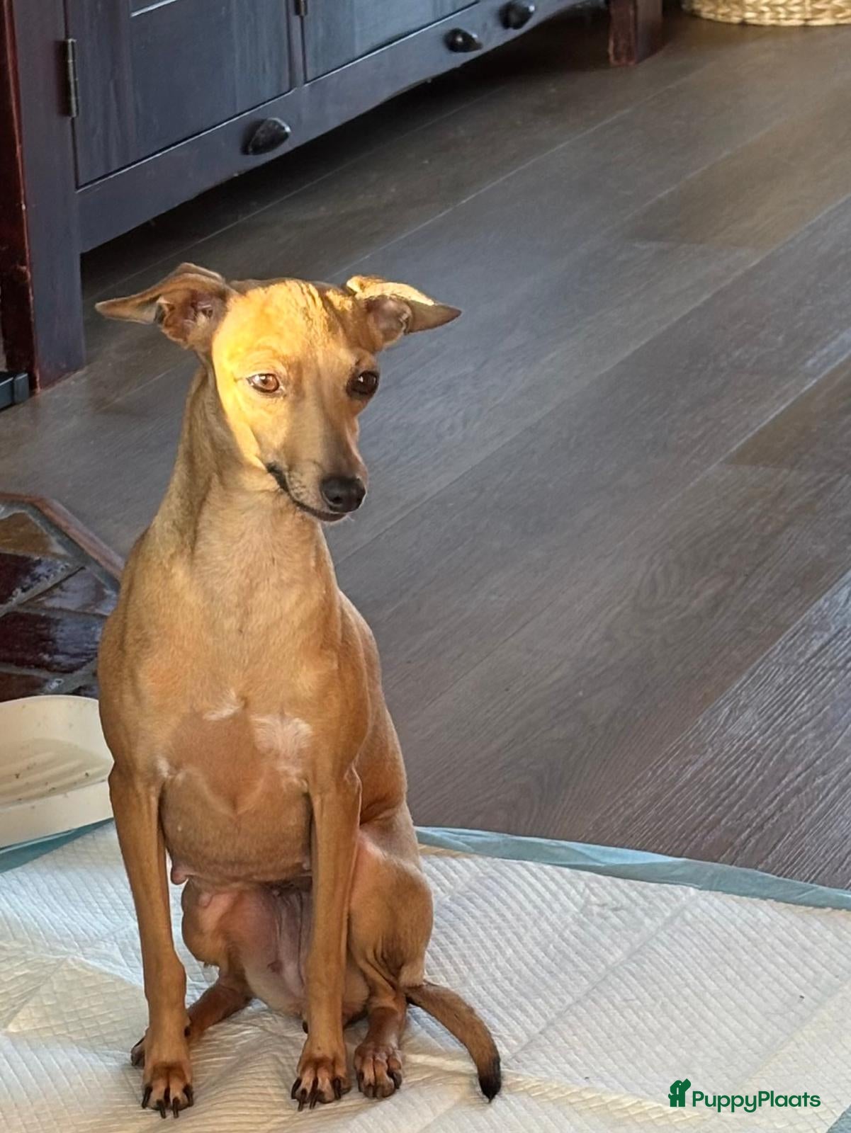 Italiaans Windhondje honden Lieve Italiaanse windhond puppy zoekt goudenmand - Advertentie 1