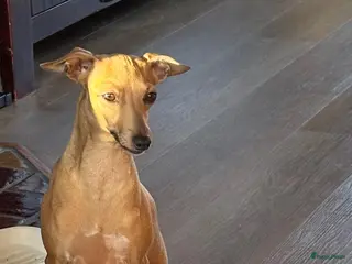 Italiaans Windhondje honden Lieve Italiaanse windhond puppy zoekt goudenmand - Advertentie 18