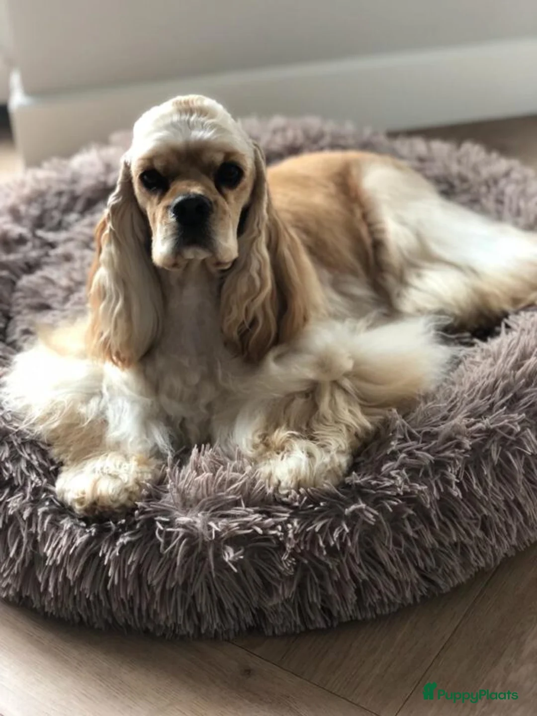 Galerij afbeelding {{count}}