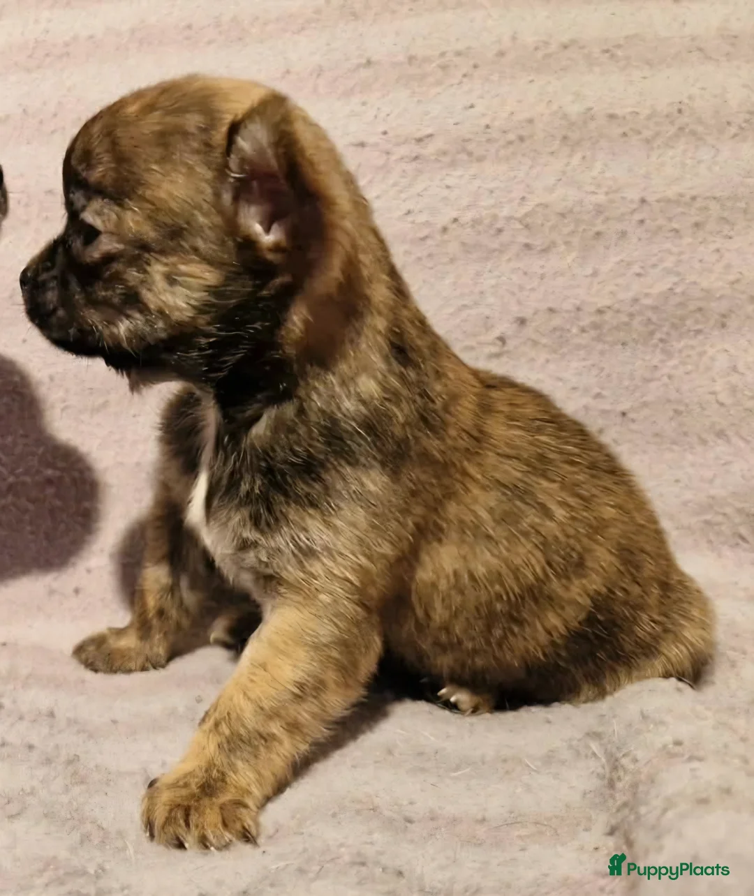 Chihuahua honden te koop: Uniek brindle chichuahua teefje - Advertentie 7
