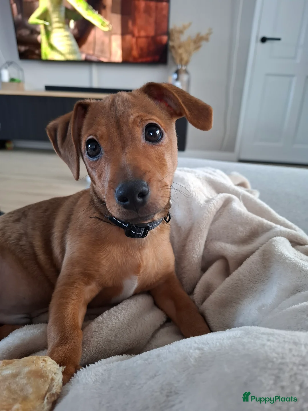 Kruising honden te koop: Lieve Jack Russell pup van 4 maand - Advertentie 4