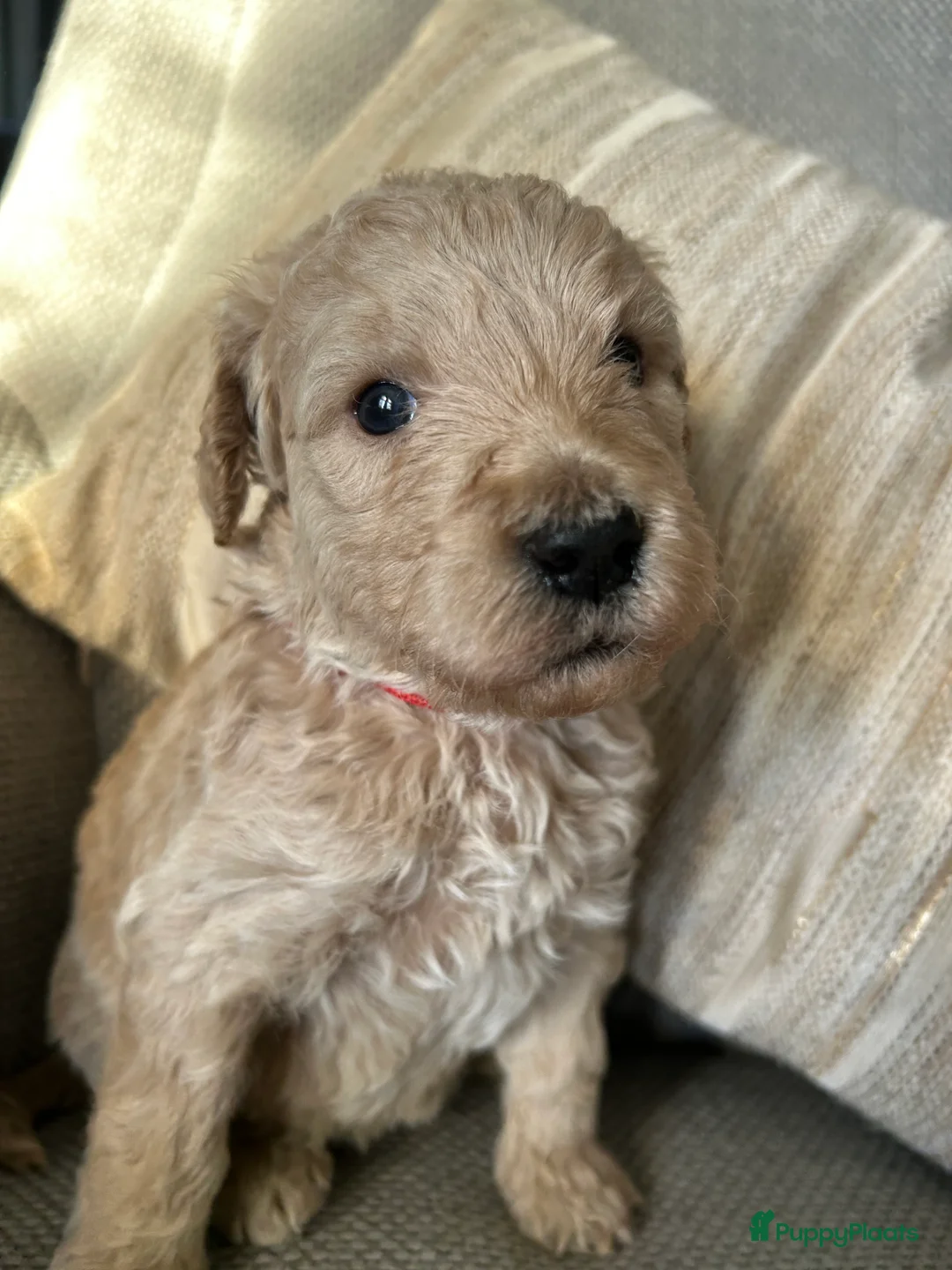 Labradoodle honden te koop: Schattige labradoodles medium/ 17 april ophalen  - Advertentie 13