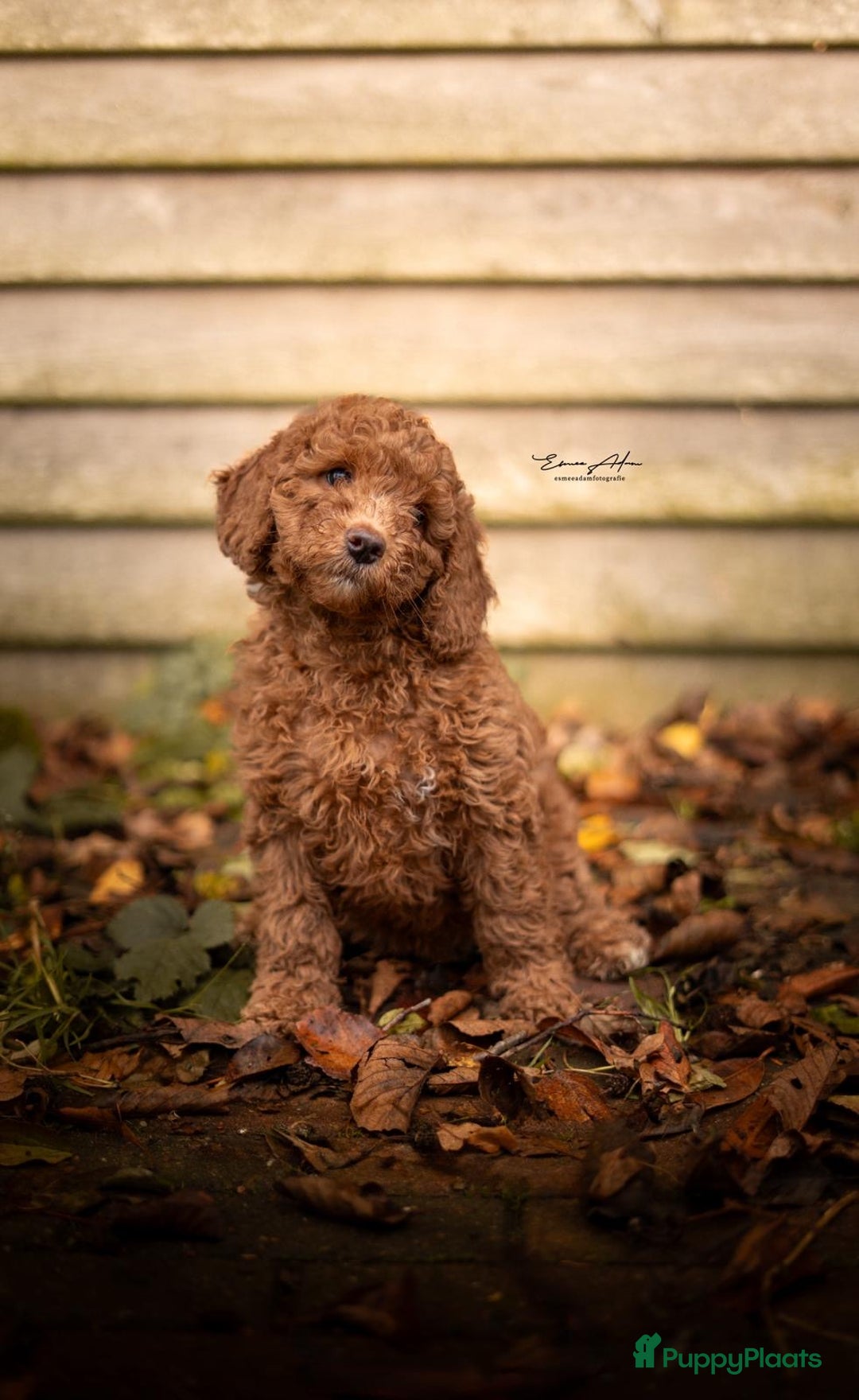 Goldendoodle honden te koop:  Prachtige F3 Doodle Pups van Roos & Sem - Advertentie 4