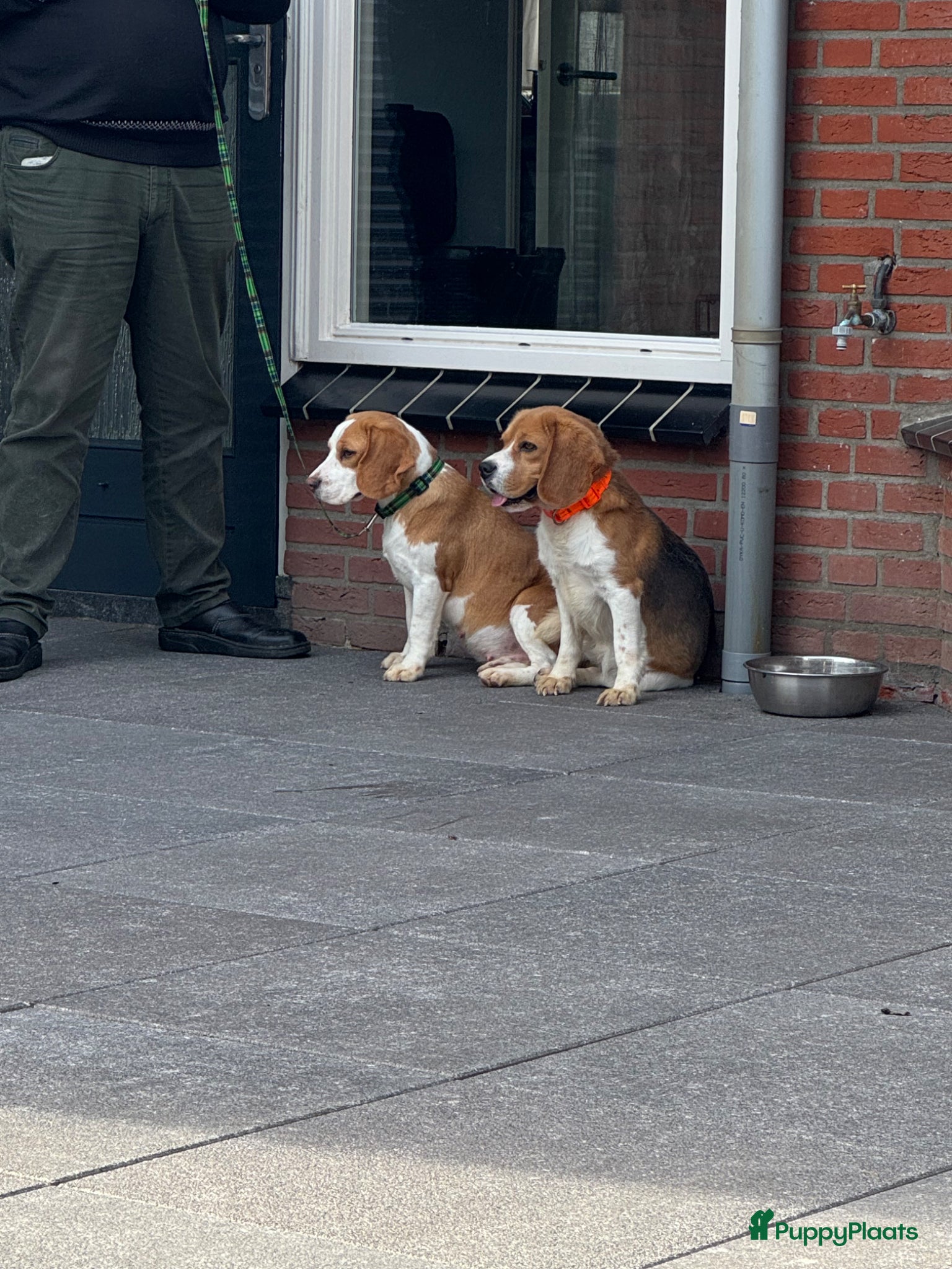Beagle honden Beaglepups geboren!!! - Advertentie 2