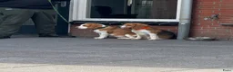 Beagle honden te koop: Beaglepups geboren!!! - Advertentie 2