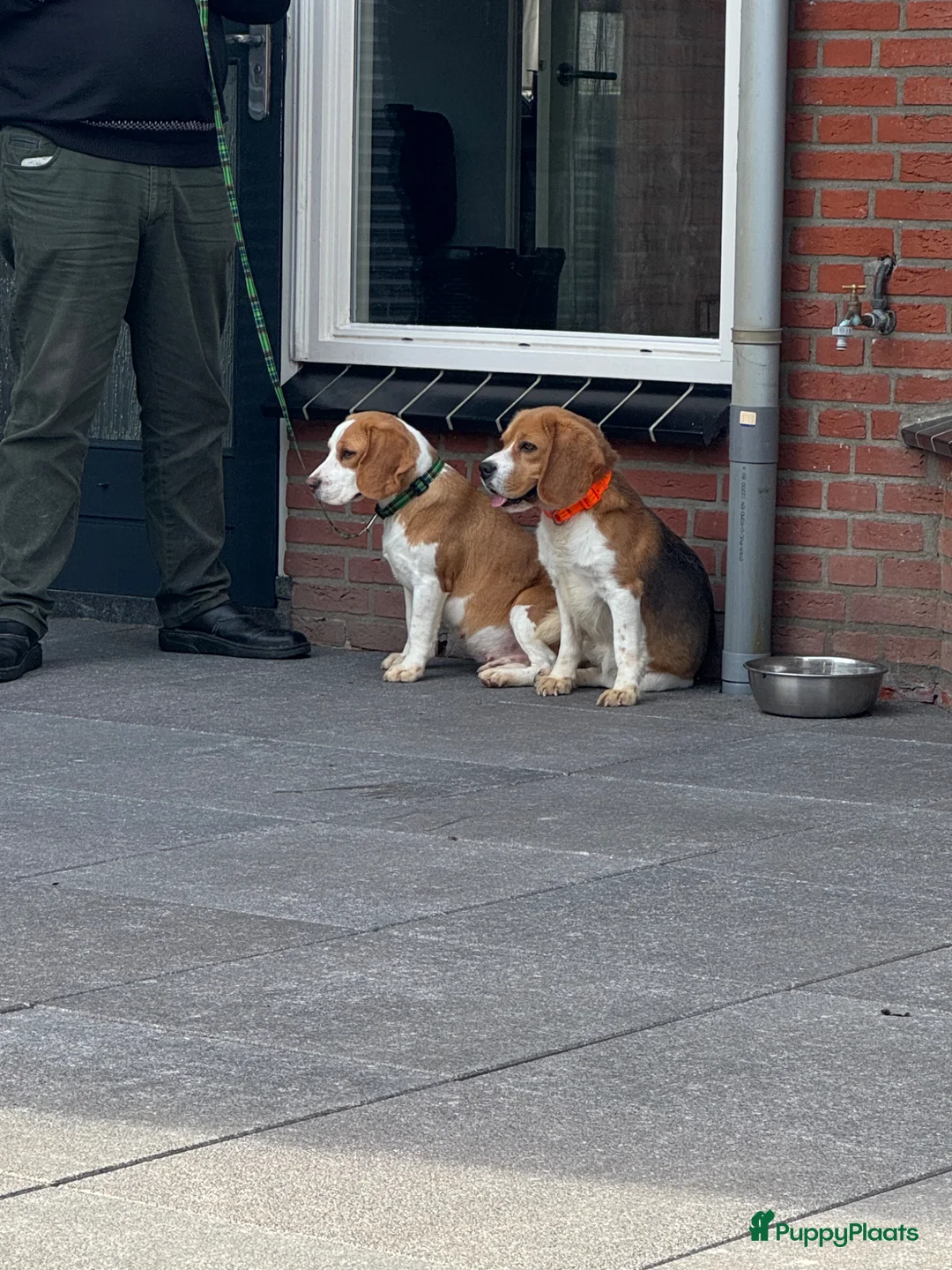 Beagle honden te koop: Beaglepups geboren!!! - Advertentie 2