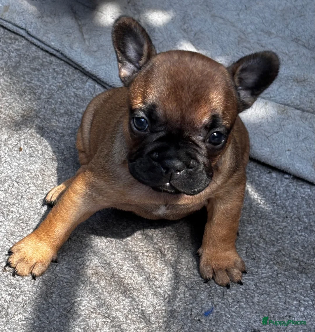 Franse Bulldog honden te koop: Franse Bulldog pups - Advertentie 19