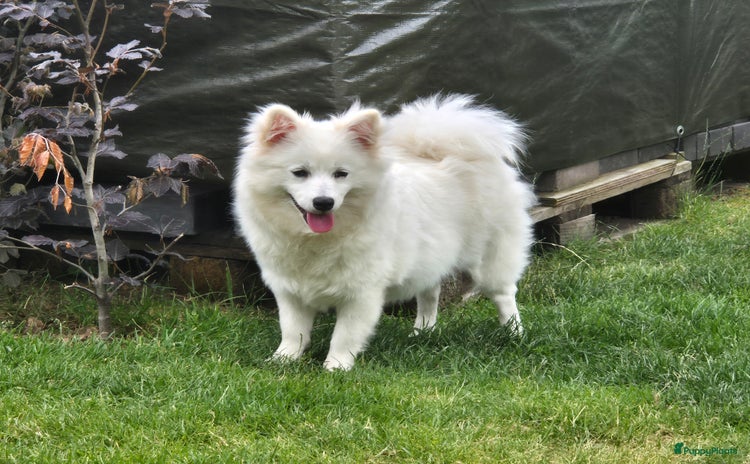 Keeshond honden - Advertentie 13