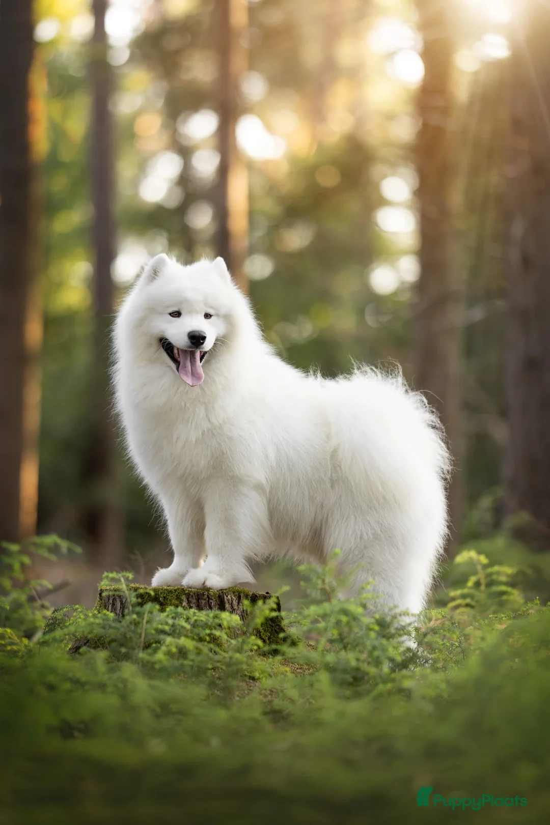 Samojeed honden te koop: Wij verwelkomen rond 8 februari een nestje  - Advertentie 3