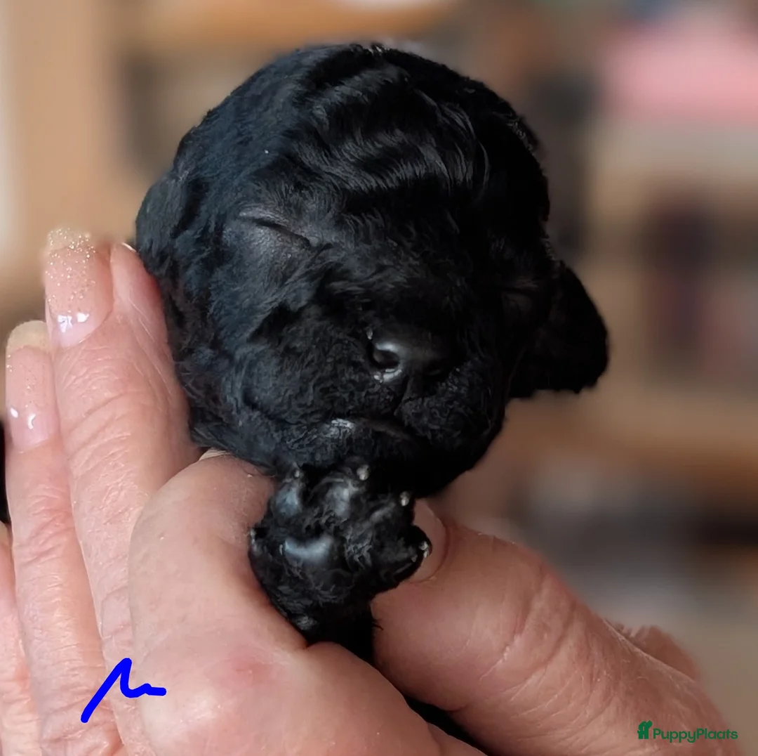 Poedel Toy honden te koop: Toypoedel puppies  - Advertentie 9