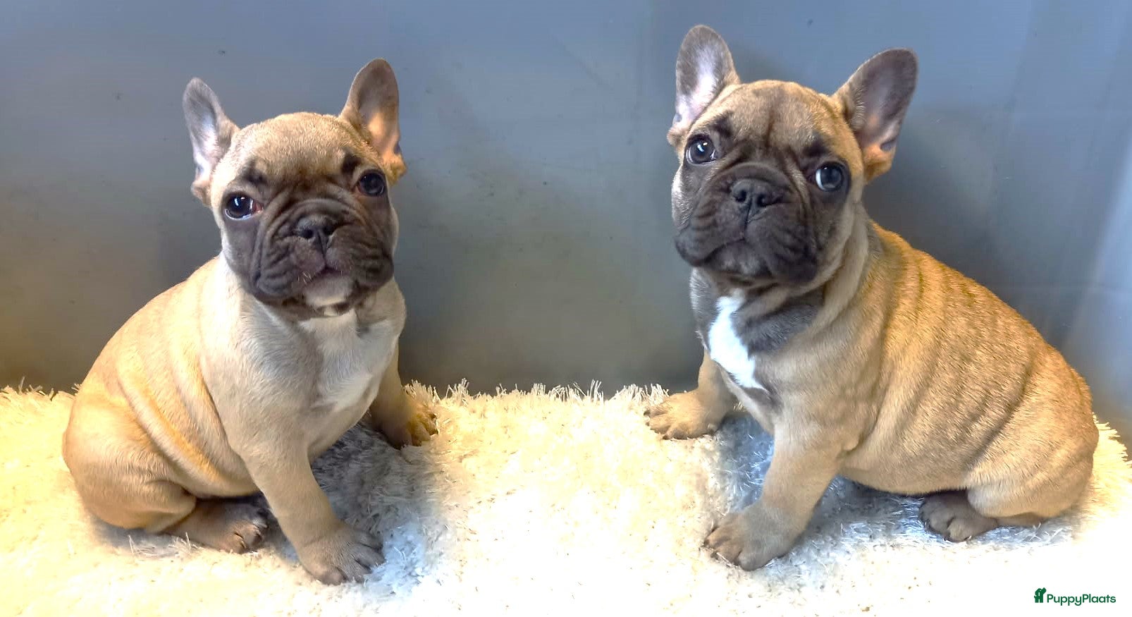 Franse Bulldog honden Franse Bulldog Pups Teefjes Fawn - Advertentie 1