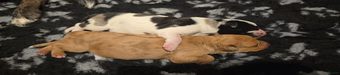 Rhodesian Ridgeback Puppy 2