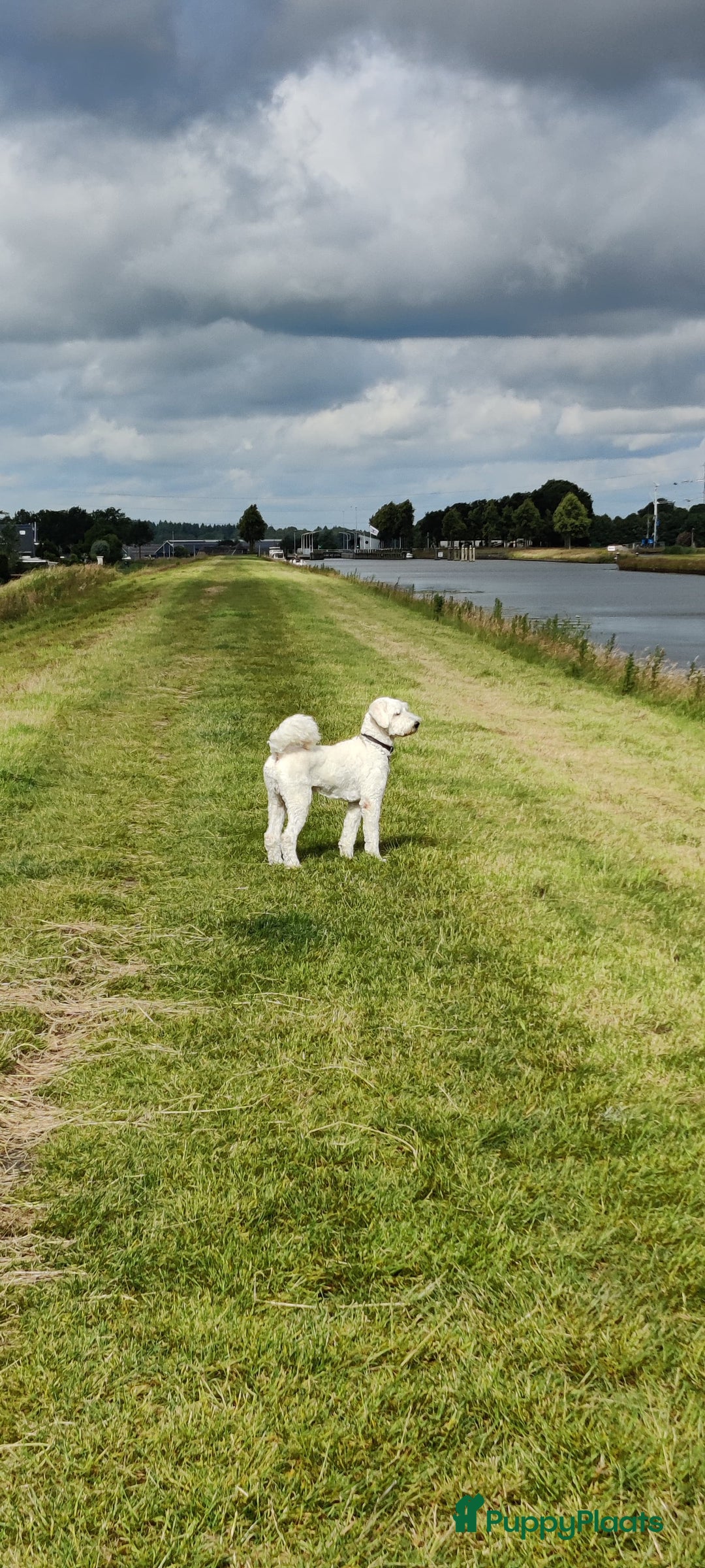 Labradoodle honden ter dekking: Dekreu beschikbaar – Maak kennis met onze Ted!  - Afbeelding 8