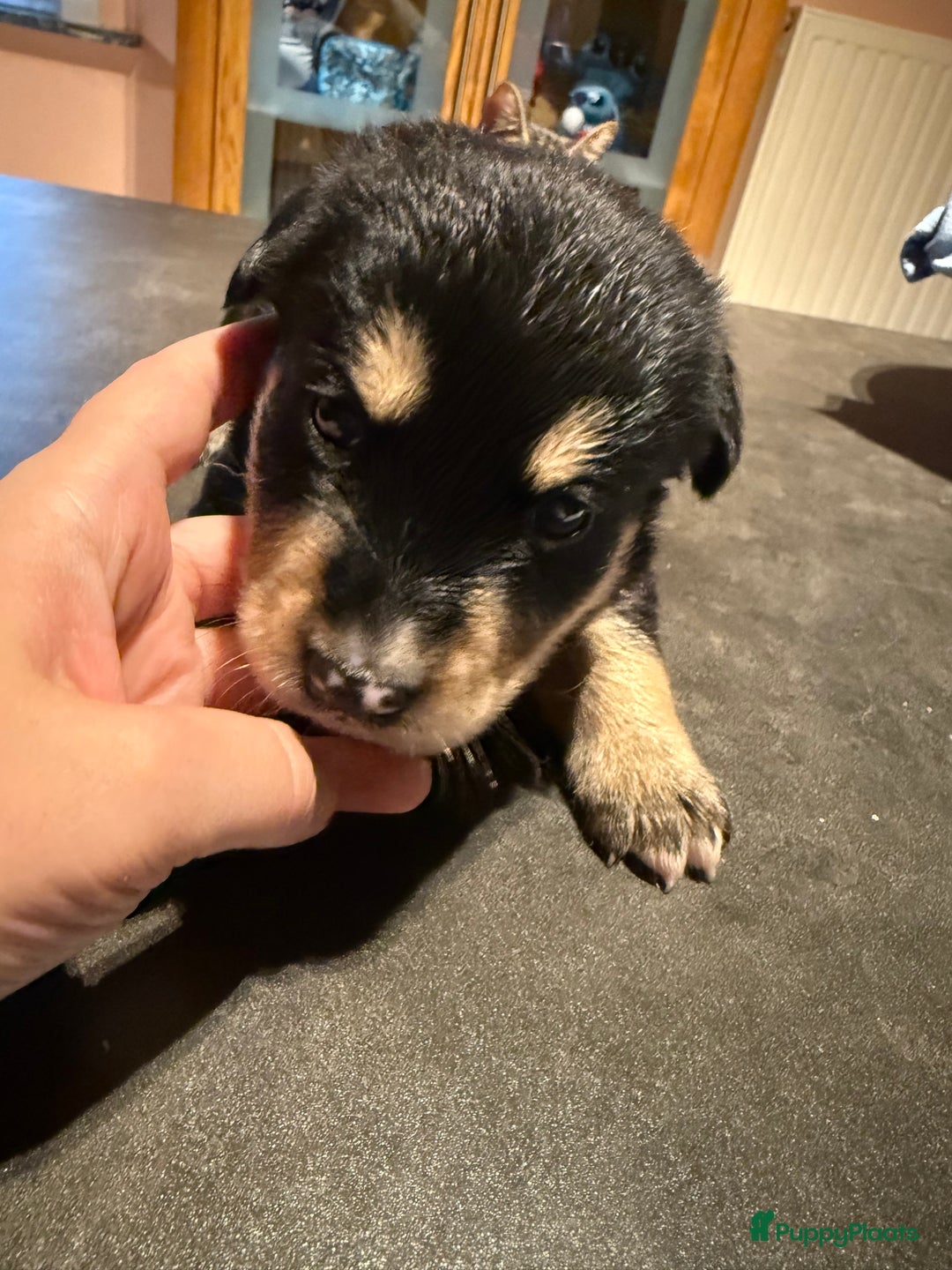 Kruising honden te koop: Super lieve bernskypuppy’s - Afbeelding 11
