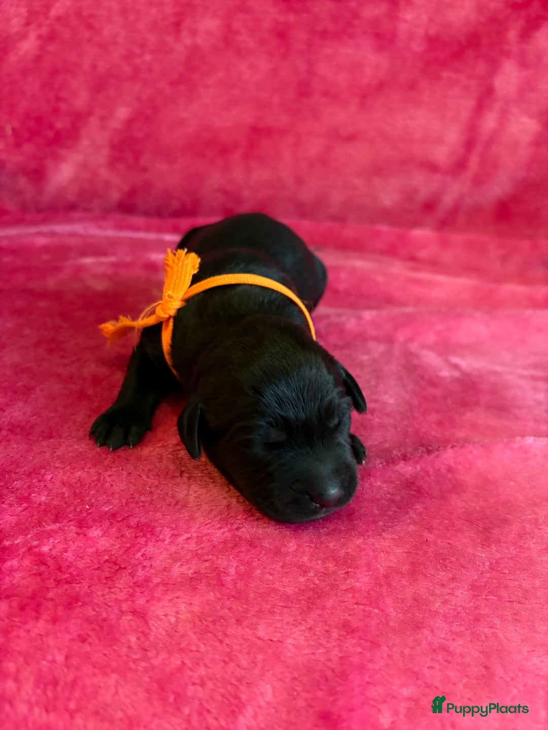 Kruising honden te koop: Labrador puppy’s - Advertentie 23