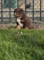 Australian Shepherd Puppy 2