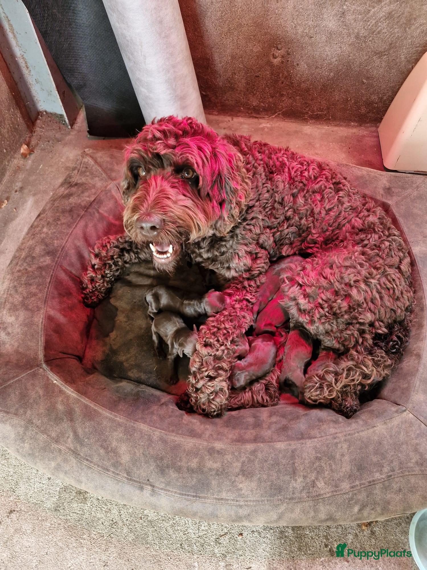 Labradoodle honden Labradoodles chocoladebruin F4, Medium - Advertentie 1