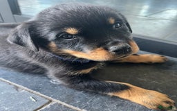 Rottweiler honden te koop: Nog 3 super lieve rottweiler reutjes. - Afbeelding 24